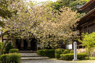 西福寺のウコンザクラ（鬱金桜）