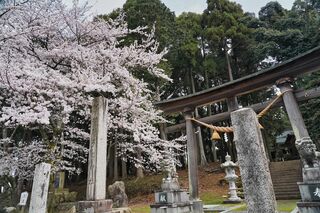 多田神社のサクラ（桜）
