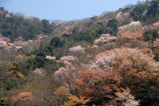 神子の山桜