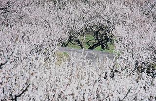 梅（西田地区）