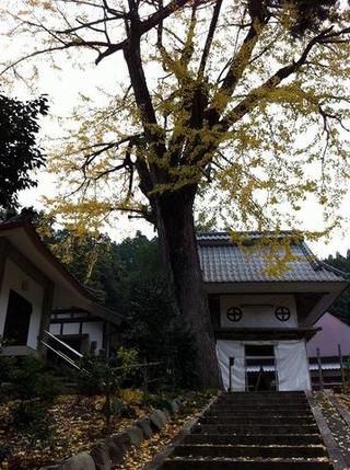 イチョウ（諦応寺）