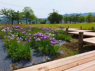 ハナショウブ（敦賀市総合運動公園）