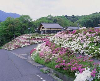 ツツジ（五色山公園）