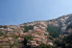 神子の山桜 おすすめ観光スポット Fukui若狭oneweb 福井 若狭路 の観光サイト