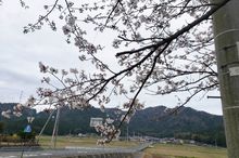 【2020年4月1日配信】若狭路の桜の見どころについて、各市町から届いた開花情報をお伝えします！