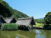 【若狭町】湖のある町　初夏の若狭・梅風景
