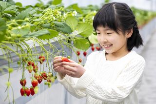 海辺のいちご畑 Jolly Farm