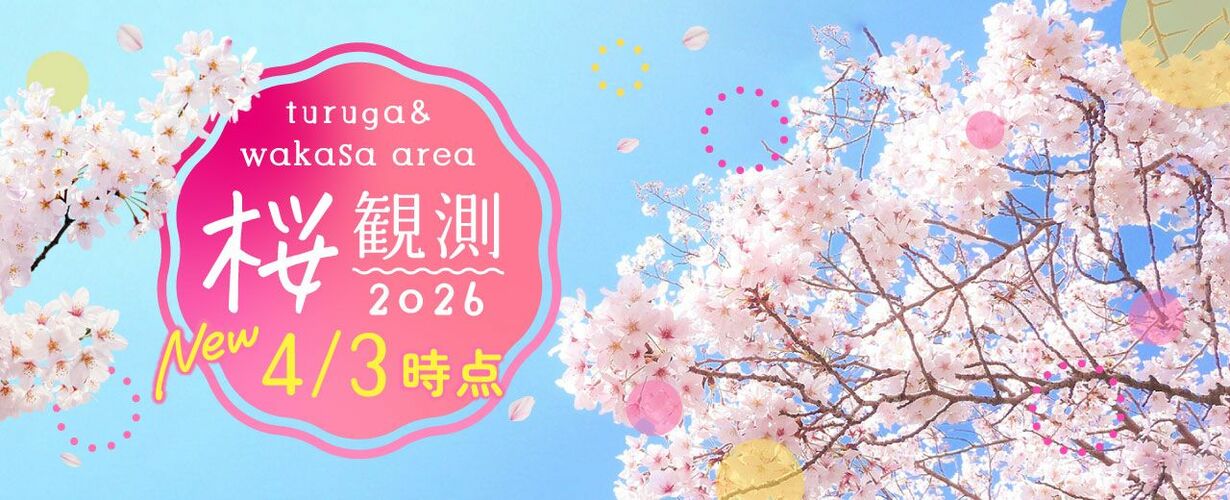 【2025年4月3日更新！】2026年春　敦賀・若狭エリアにある桜の名所の「開花状況」をお届けします。