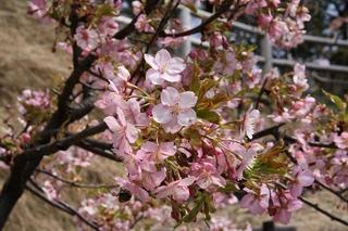 桜（敦賀さくらの里）