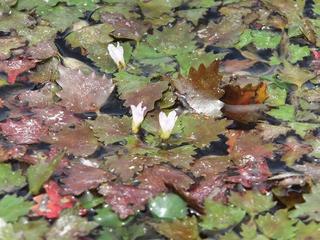 ヒメビシ（中池見湿地）