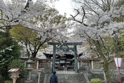 2021年4月2日配信】wakasaji🌸桜開花レポート! | FUKUI若狭 2021年4月2日配信】wakasaji🌸桜開花レポート! | FUKUI若狭