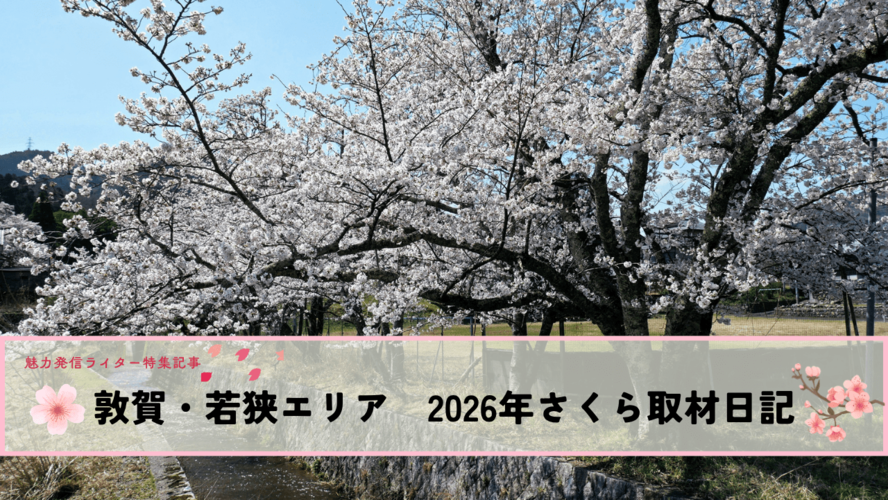 敦賀・若狭エリア　2026年さくら取材日記