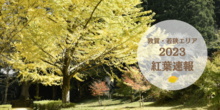 2023.11.10更新【2023紅葉速報】敦賀・若狭エリアの紅葉スポットで今の状況を撮影してきたよ！