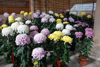 キク（※菊花大会）