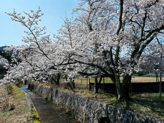 敦賀・若狭エリア　2026年さくら取材日記