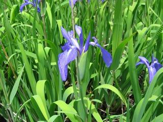 カキツバタ（中池見湿地）
