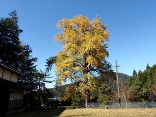 大イチョウ（青蓮寺）