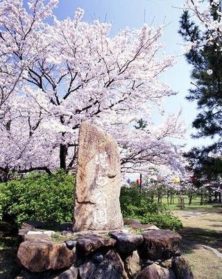 ソメイヨシノ（城山公園）