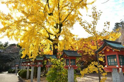2024.11.27更新【2024紅葉速報】敦賀・若狭エリアの紅葉スポット