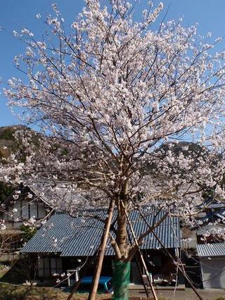 ソメイヨシノ「瑞林寺の一本桜」（瑞林寺）