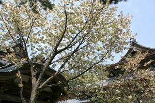 鬱金桜など（西福寺）