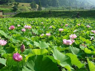 ハナハス（花ハスの池）