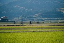 瓜割サイクリングアドベンチャー：福井の里山を巡る自転車体験 
