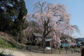 妙祐寺のしだれ桜