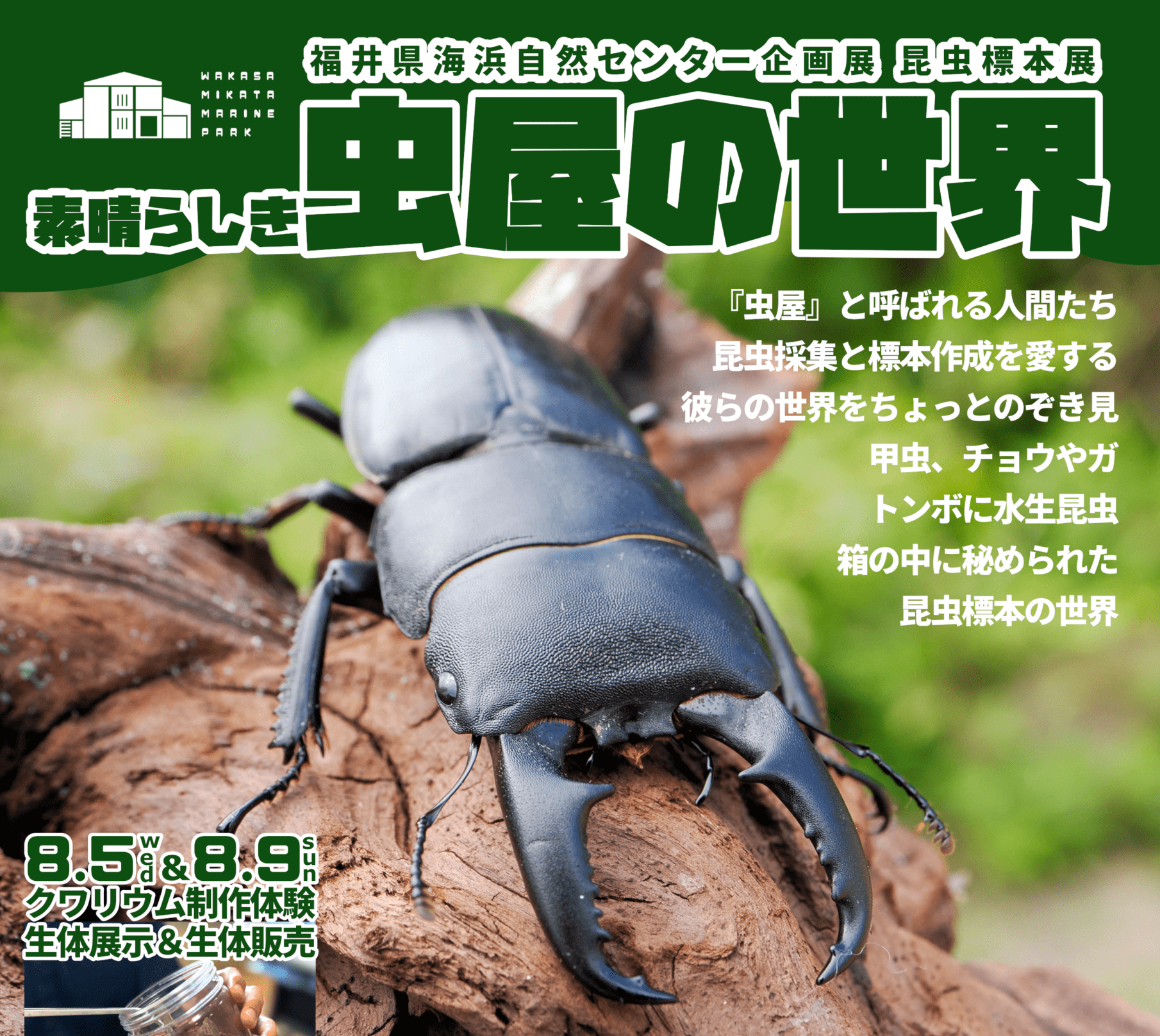 昆虫標本展「素晴らしき虫屋の世界」開催！ | 若狭湾のイベント