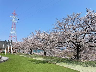 2022年4月8日更新！】若狭路🌸桜開花をレポートします！ | FUKUI若狭