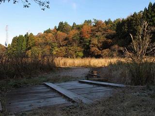 紅葉（中池見湿地）