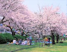 若狭路の春の訪れを感じよう♪ 自然豊かな６市町の桜の名所を紹介します。