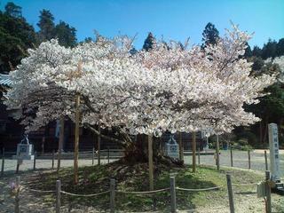 楊貴妃桜（福乗寺）