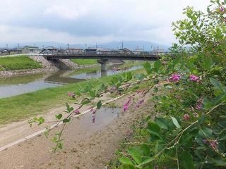 ハギ（櫛川河川公園）