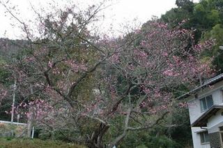 飛梅（宝楽寺）