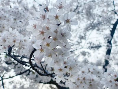 2022年4月8日更新！】若狭路🌸桜開花をレポートします！ | FUKUI若狭