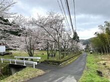 【2024年4月5日更新！】2024年春　敦賀・若狭エリアにある桜の名所の「開花状況」を毎週お届けします。