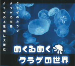 企画展「めくるめくクラゲの世界」