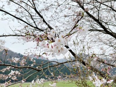 2022年4月8日更新！】若狭路🌸桜開花をレポートします！ | FUKUI若狭