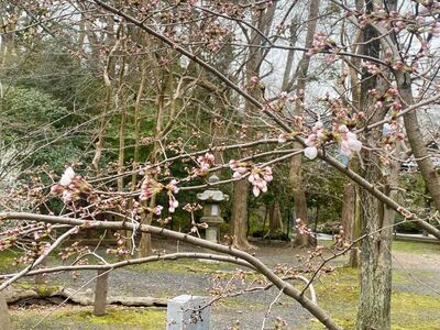 囲炉裏　桜の木 囲炉裏 桜の木