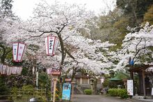 【2025年4月3日更新！】2026年春　敦賀・若狭エリアにある桜の名所の「開花状況」をお届けします。