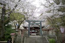 【2024年4月9日更新！】2024年春　敦賀・若狭エリアにある桜の名所の「開花状況」を毎週お届けします。