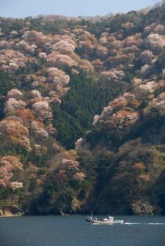 神子の山桜 | おすすめ観光スポット | FUKUI若狭ONEweb 福井「若狭路 