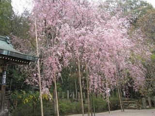 しだれ桜（常宮神社）