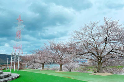 2021年4月2日配信】wakasaji🌸桜開花レポート！ | FUKUI若狭