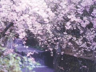 三方石観世音のしだれ桜