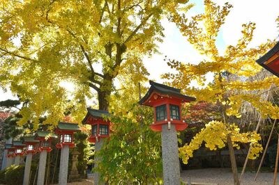 2024.11.19更新【2024紅葉速報】敦賀・若狭エリアの紅葉スポットで今の