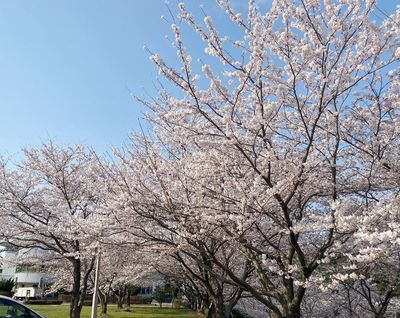 2022年4月8日更新！】若狭路🌸桜開花をレポートします！ | FUKUI若狭