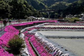 シバザクラ（横津海地区）