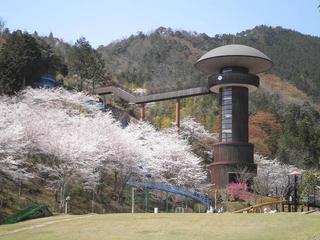 桜（きのこの森）